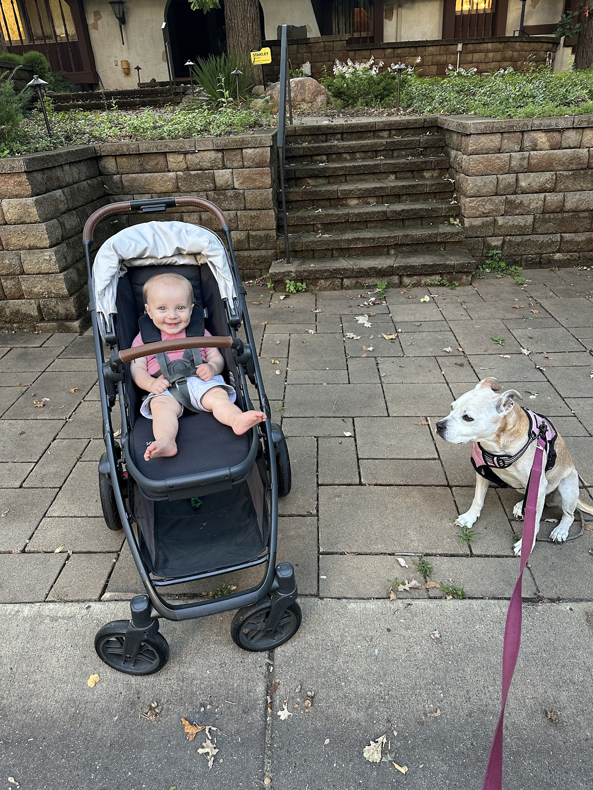 Baby in stroller next to sitting pitbull